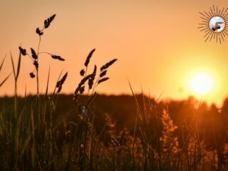 Sacred Flow: Journey through Sun Salutations